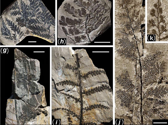 First Photos of China's 298-Million-Year-Old Buried Forest