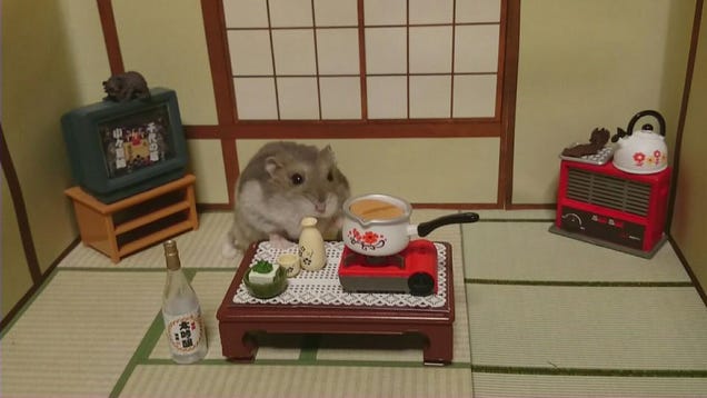 Hamsters japoneses =^_^=