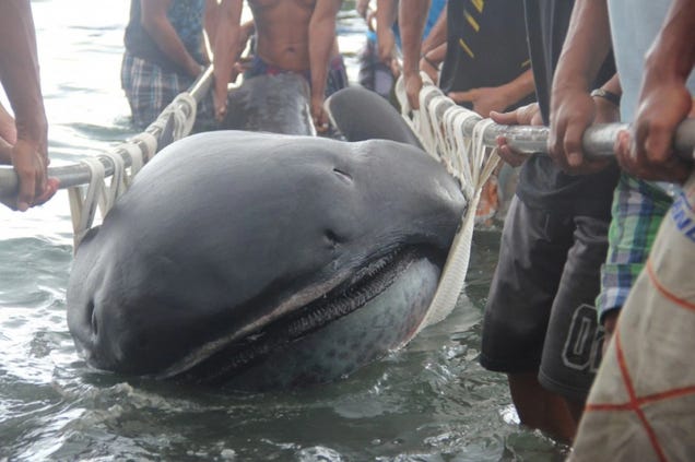 Incredibly Rare And Mysterious Deep-Sea Megamouth Shark Washes Ashore 