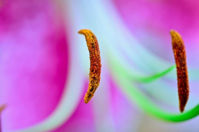 58 Giant Close-Ups Of Plants