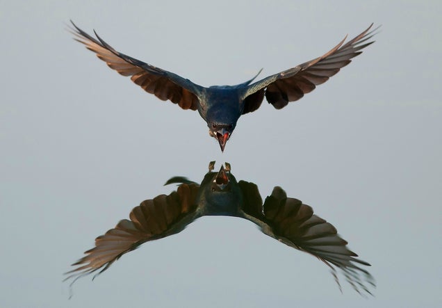 Holy crap, these entries from Nat Geo's 2012 Photo Contest are absolutely gorgeous