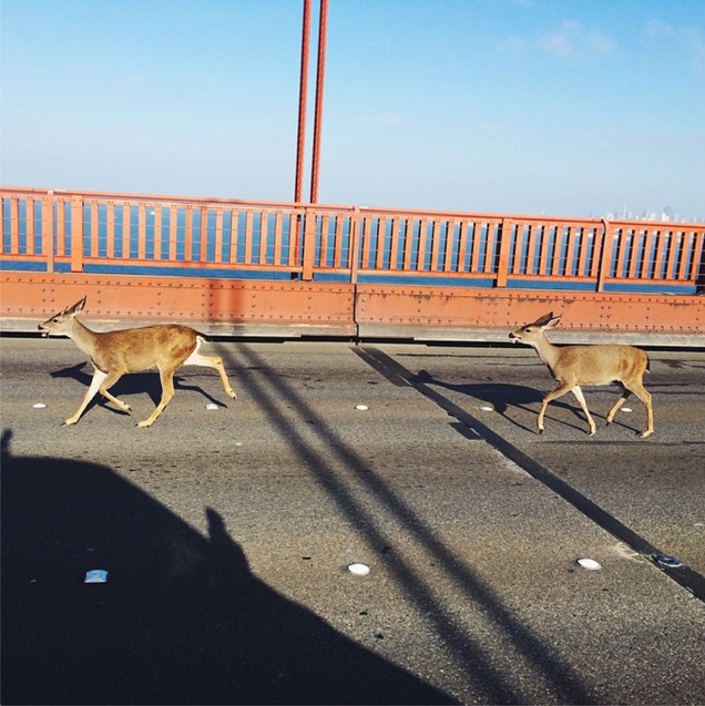 Two Deer Go For a Late Summer Walk Over the Golden Gate Bridge