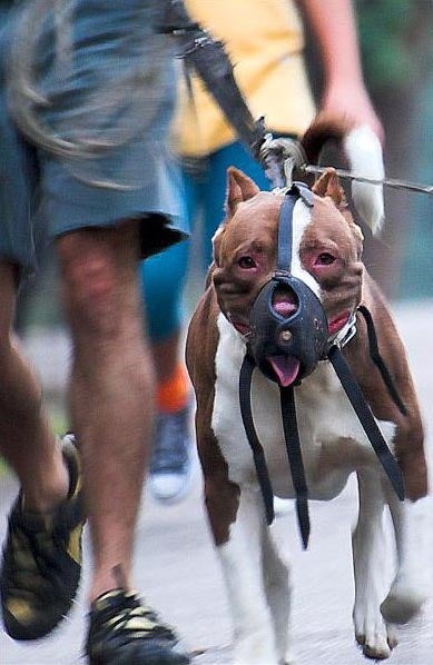 A Shocking Number of Dogs in Shelters Are Misidentified as ‘Pit Bulls’