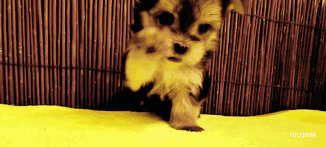 Detectives Really Want Justin Bieber to Be Charged with Felony Egging