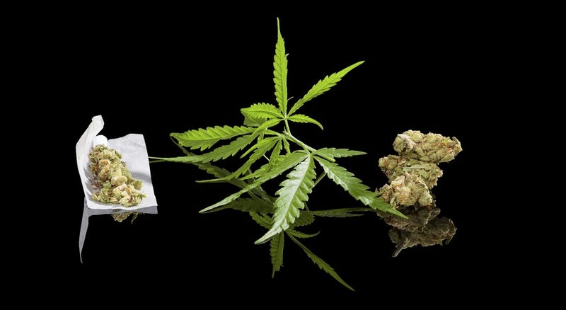 México por primera vez legaliza el cultivo y consumo de marihuana con fines lúdicos