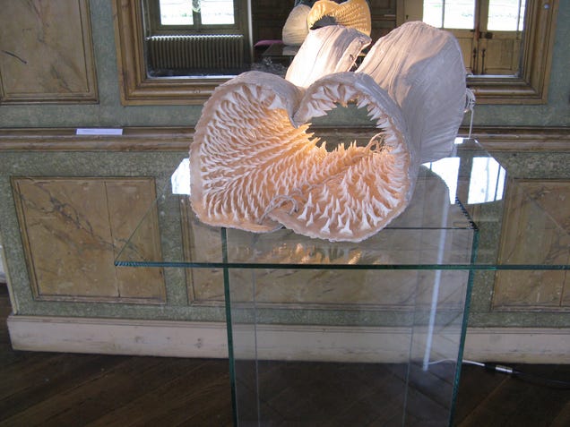 A corset made with hundreds of shark teeth