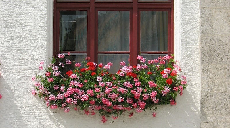 Why Plants in Your Window Box Should Be in Separate Pots