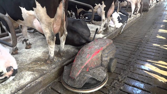 This Agricultural Roomba Is a Robotic Pooper Scooper for Dairy Farms