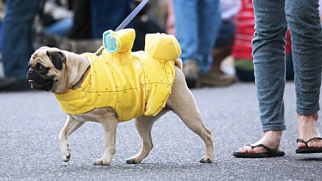 Highlights From "Puglandia," Oregon's Annual Pug Crawl