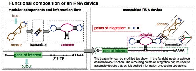 Engineer Your Body Functions with Programmable RNA