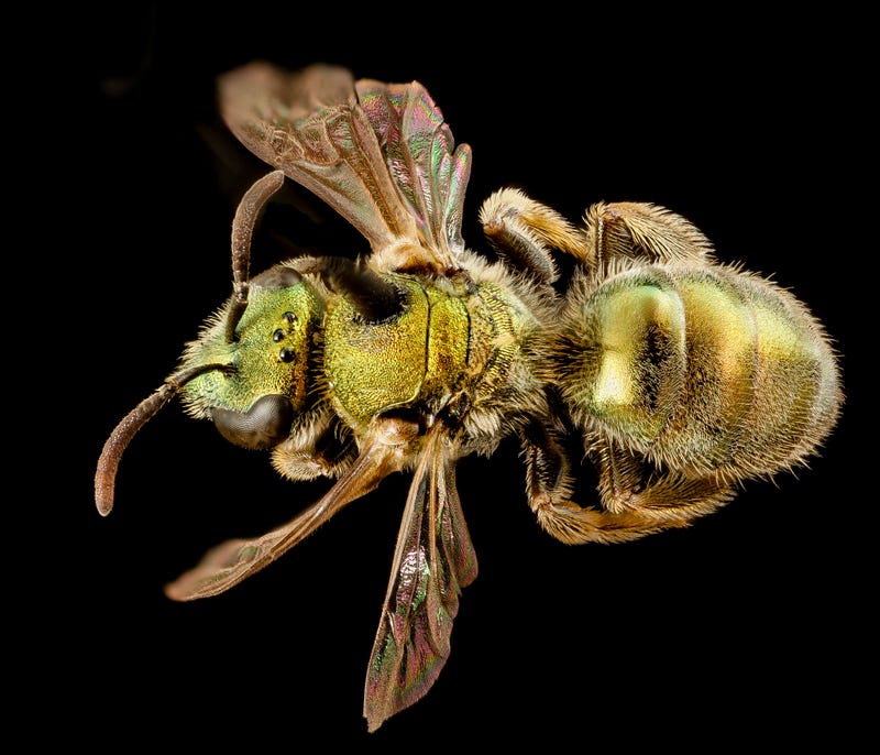 These Exquisite Bee Photographs Reveal Every Delicate Hair, Antenna, and Wing