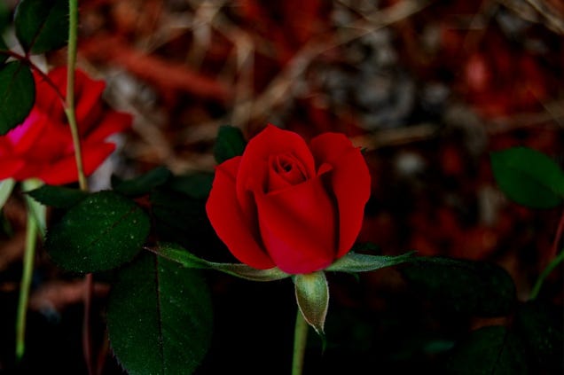 Shooting Challenge: Spring Gallery 3