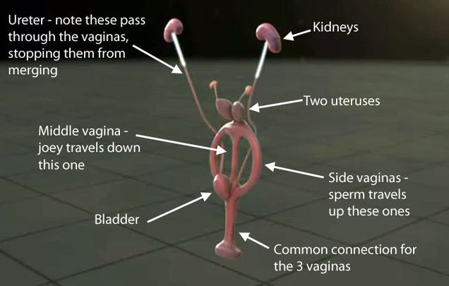 Os cangurus têm três vaginas