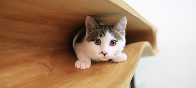 This Sleek Table Is Hiding a Playground For Cats