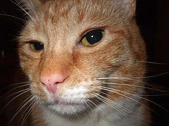 Meet The Spock Cat!
