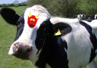 Amish Farmers Fight Government to Battle Bovine Mark of the Beast