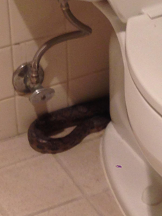 Enormous Snake Slithers Out of Toilet; Your Nightmares Are Real