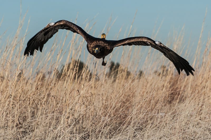 Spirit the Eagle Helps to Stop Birds Getting Chopped by Wind Turbines