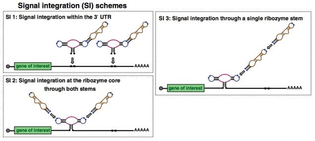 Engineer Your Body Functions with Programmable RNA