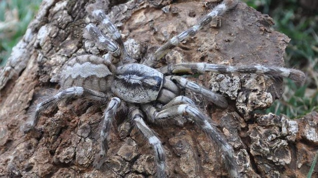 Sleep Tight: Venomous Tarantula the Size of a Human Face Found in Sri Lanka