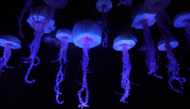 This Is What Millions of Hungry Jellyfish Sound Like
