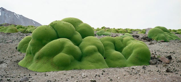 Meet the Woman Who Photographs the Oldest Living Things In The World