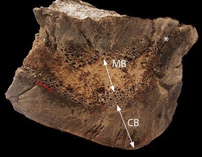 How to Tell if a Fossil T-Rex Is Pregnant
