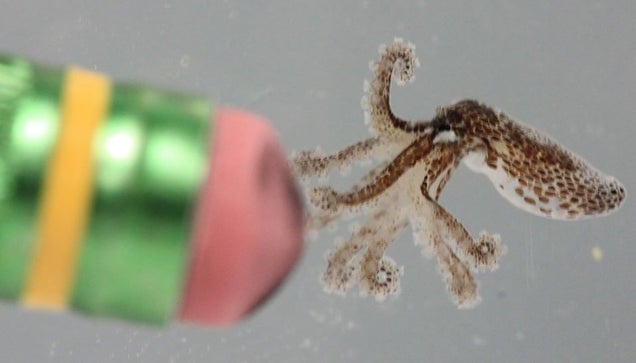 Behold, A Baby Octopus The Size Of A Pencil Eraser