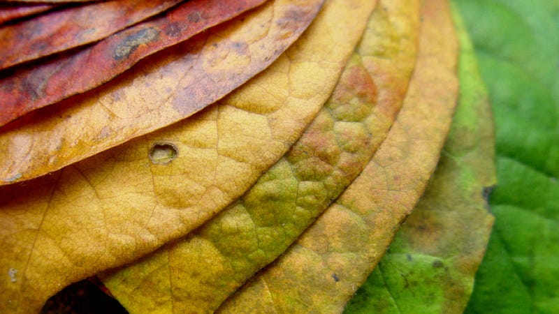 what-makes-leaves-change-color-in-the-fall