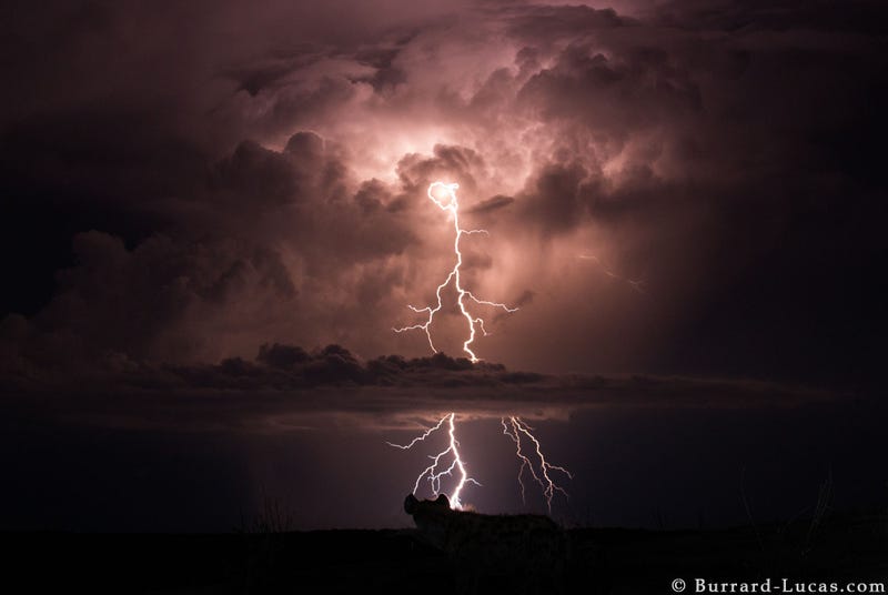 13 Sensational Camera Trap Photos of African Animals At Night