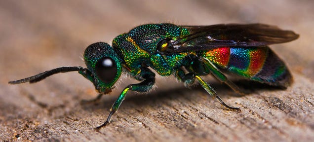 This beautiful rainbow insect is actually a wasp