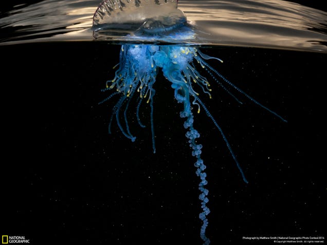 The best pictures from National Geographic's Photo Contest 2014