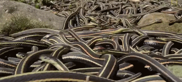 The world's largest gathering of snakes looks like a slithering sea