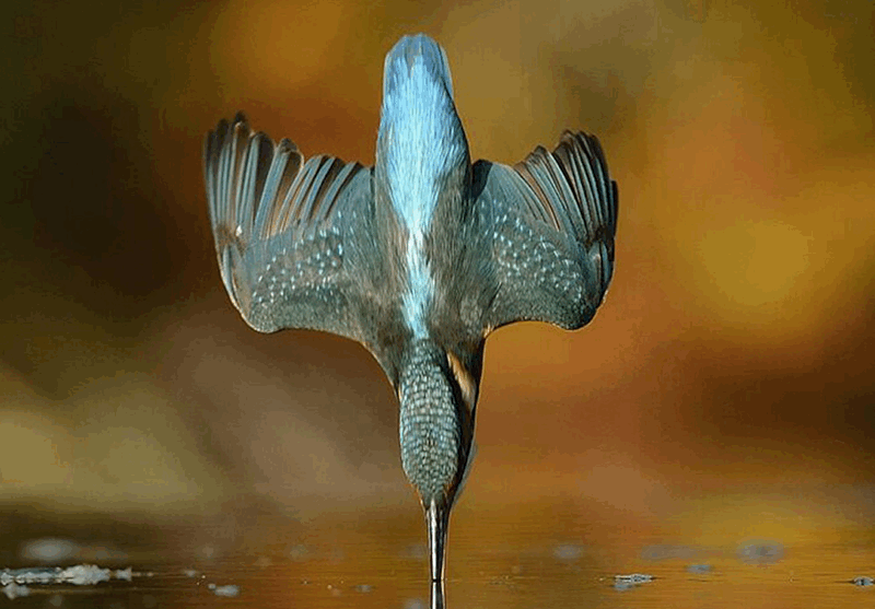 A Photographer Toiled for Six Years To Capture This Kingfisher in Mid-Dive