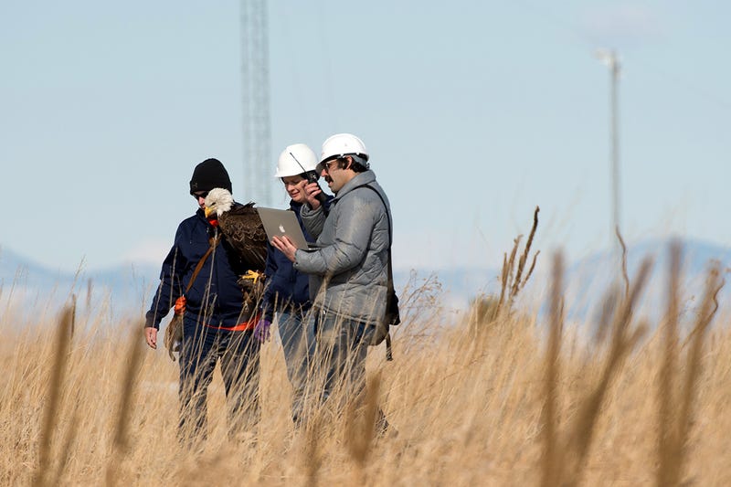 Spirit the Eagle Helps to Stop Birds Getting Chopped by Wind Turbines
