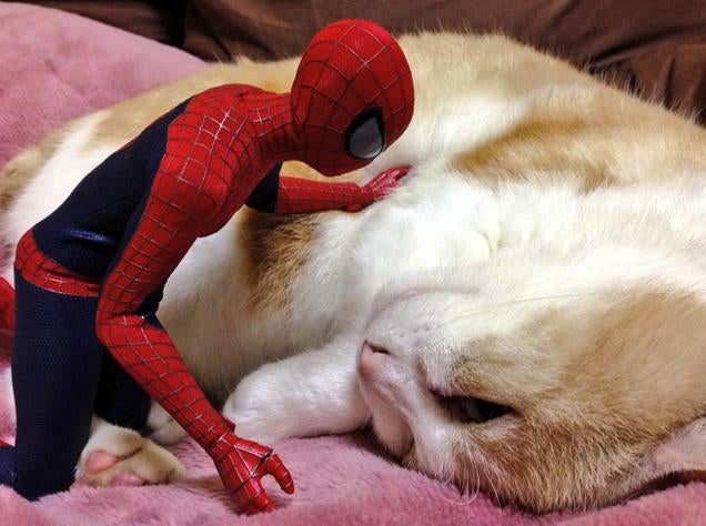 Spider-Man Shows His Sensitive Side with Cats