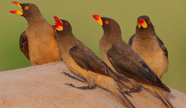 Nature's Dark Side: Symbiotic Relationships Can Produce Vampire Birds