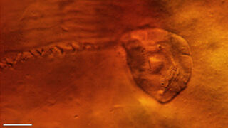 Here is the astonishing creature found inside a 200 million-year-old leech cocoon