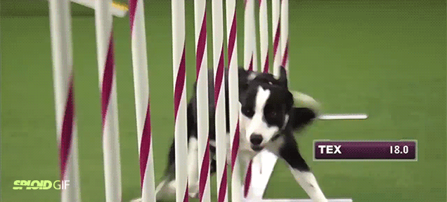 Wow, this dog racing through an obstacle course is insanely fast