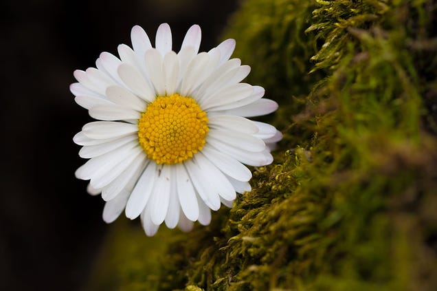 Shooting Challenge: Spring Gallery 3