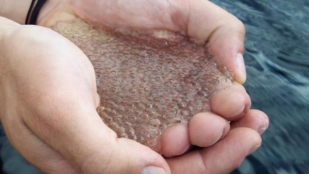 Some of Canada's Lakes Are Turning Into Jelly Thanks to Acid Rain
