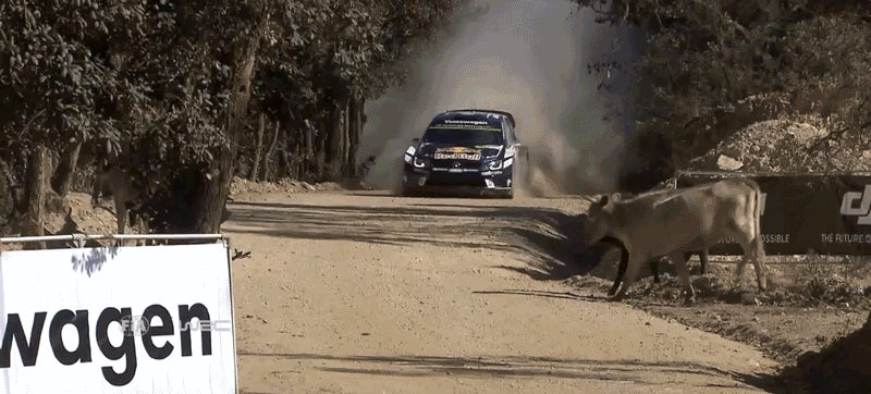 World Rally Champion Nearly Blew The Shit Out Of A Baby Cow