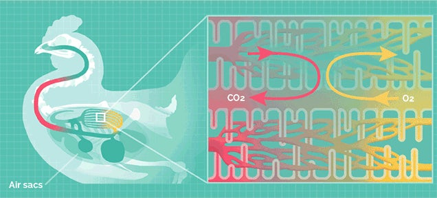 The different ways animals breath in one cool animated graphic