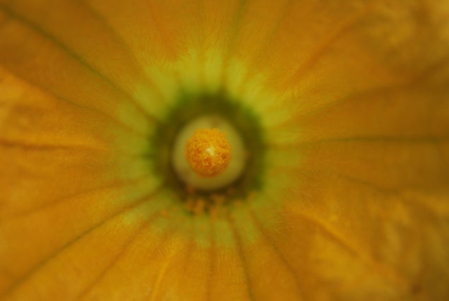 58 Giant Close-Ups Of Plants