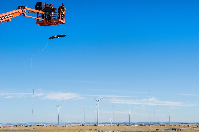 Spirit the Eagle Helps to Stop Birds Getting Chopped by Wind Turbines