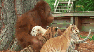 1416018806779252550.gif