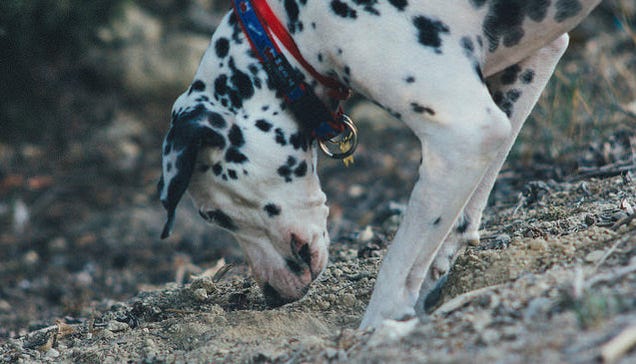 Bury Your Dog’s Poop to Stop their Constant Digging
