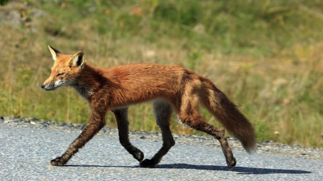 Quick Brown Fox Also Unrepentant Shoe Thief