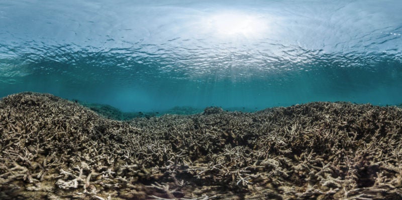 This Is Why the Great Barrier Reef Is Dying
