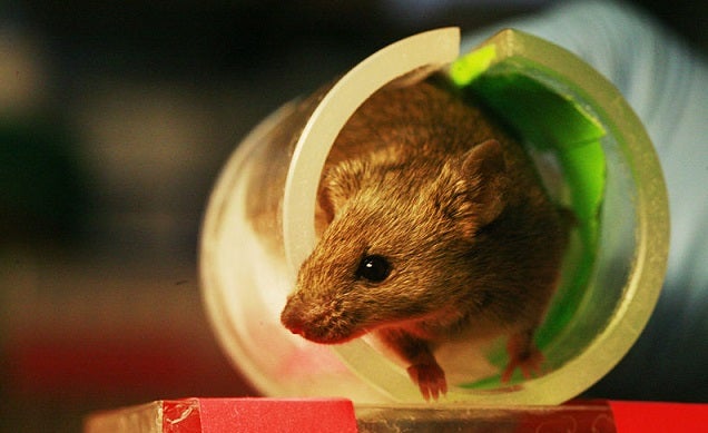 Mice Prefer Videos of Fighting to Videos of Sex But They Prefer Drugs Most of All